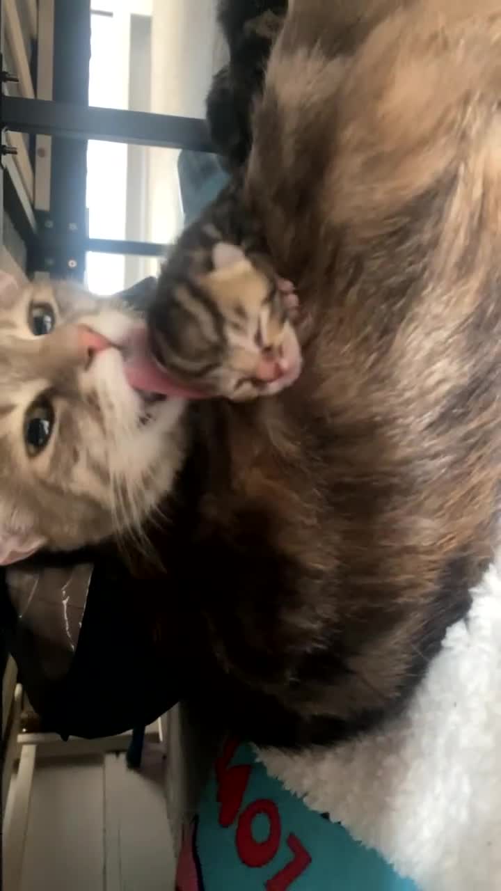Domestic Shorthair cats for sale: Dilute Tortoise Shell Kittens - Video 2