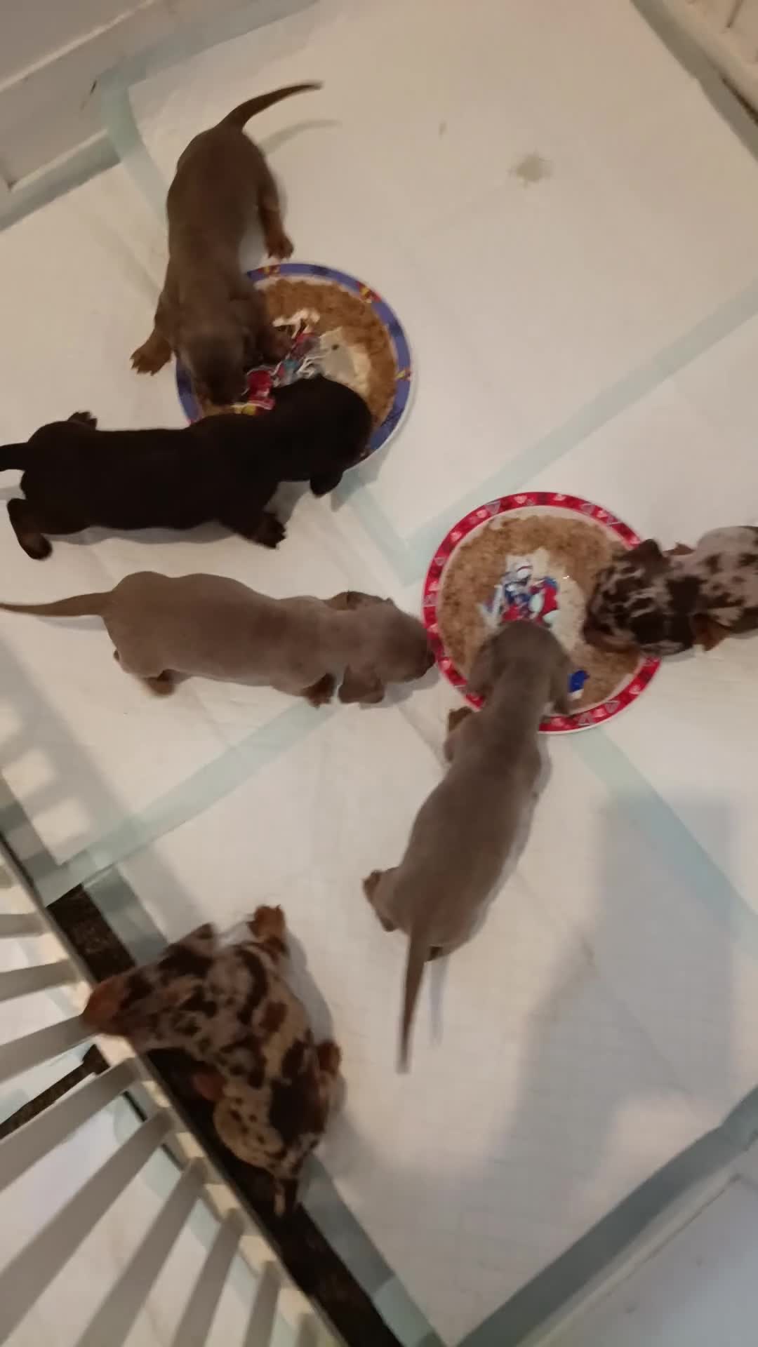 Dachshund dogs for sale: The most adorable daschund  in Liverpool - Video 2