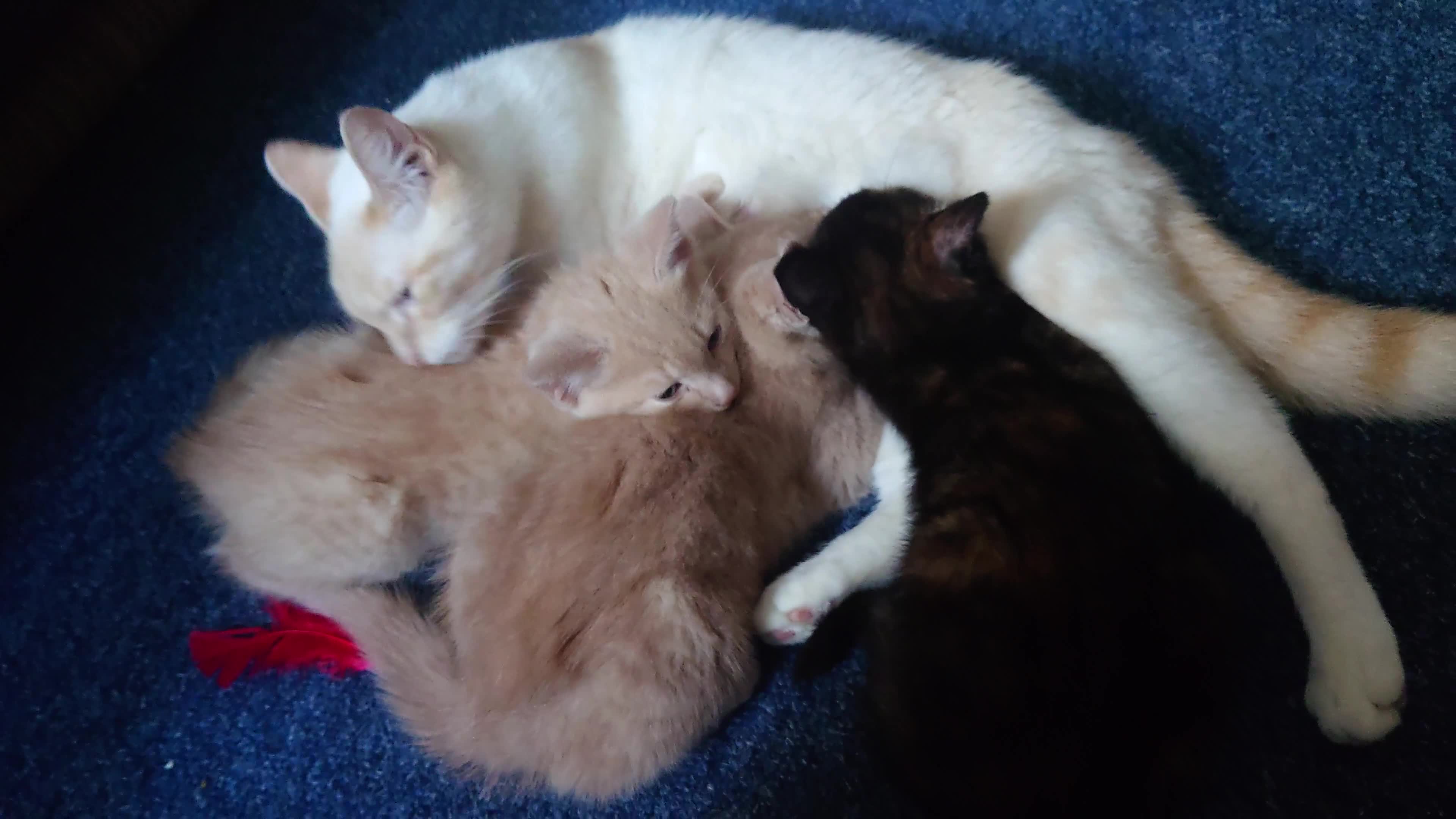 Domestic Shorthair cats for sale: 3 kittens for sale - Video 1