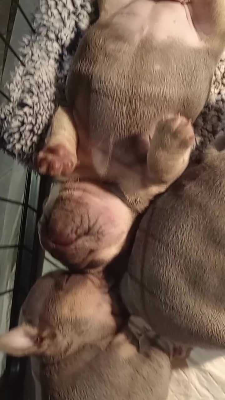 French Bulldog dogs for sale: £1250 KC Registered Quality Pups Ready To Go 30/08 - Video 3