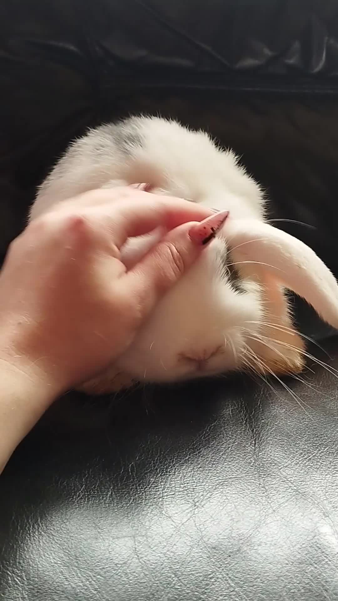 Mini Lop rabbits for sale: Friendly baby boy ready to leave 🤩 in Market Drayton - Video 1