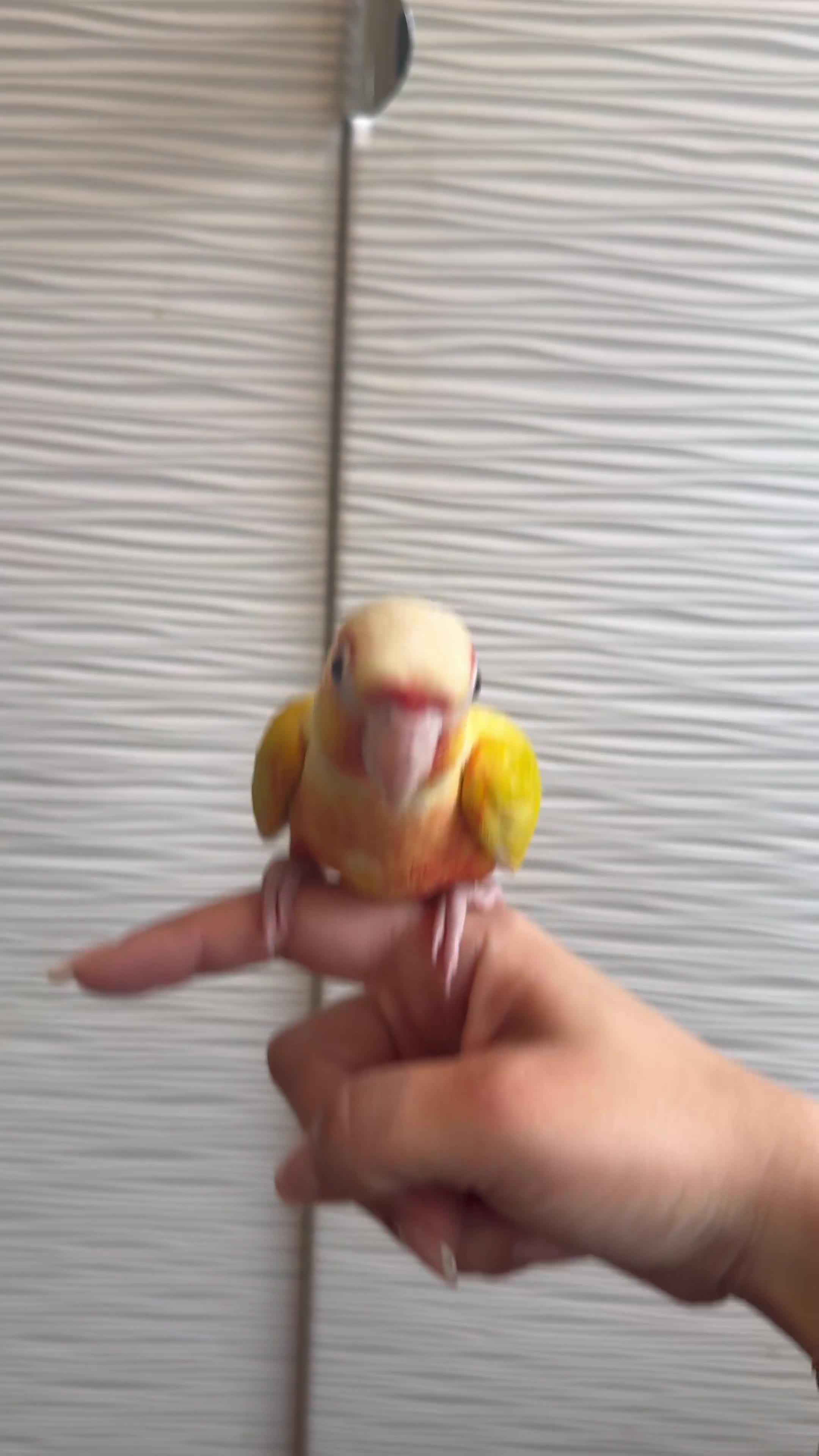 Conures birds for sale: Sunny the sunshine conure-baby-tamed-cockteil - Video 2