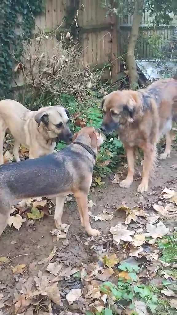 Mixed Breed dogs for adoption: Hound mix sweet Archie for adoption  - Video 3