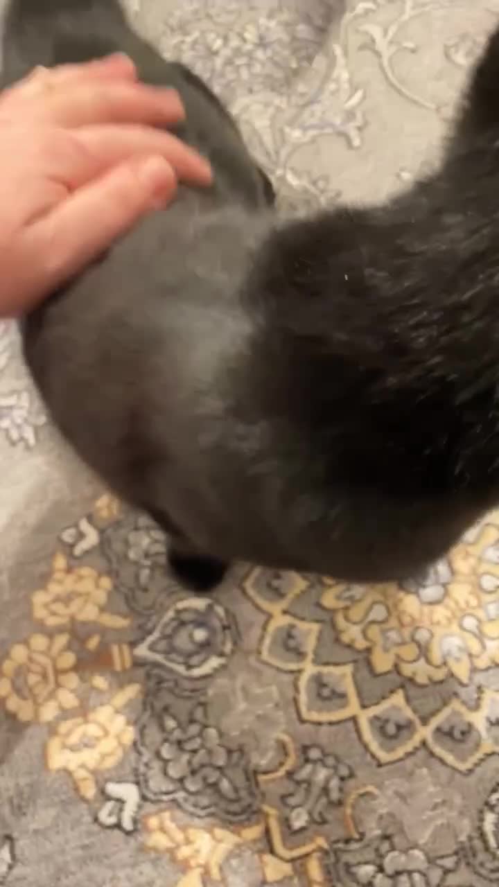 Bombay cats for sale: FEMALE CAT FOR SALE - Video 1