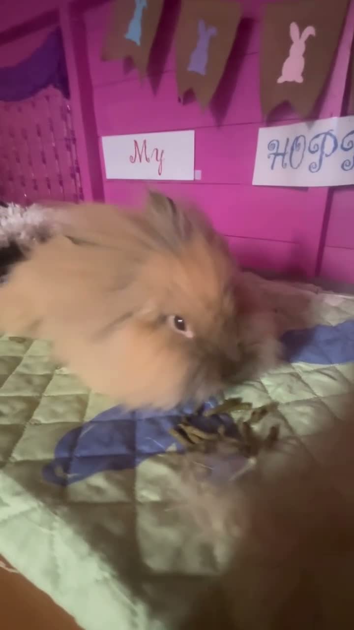 Lionhead rabbits for sale: 5 month lion head boy  - Video 1