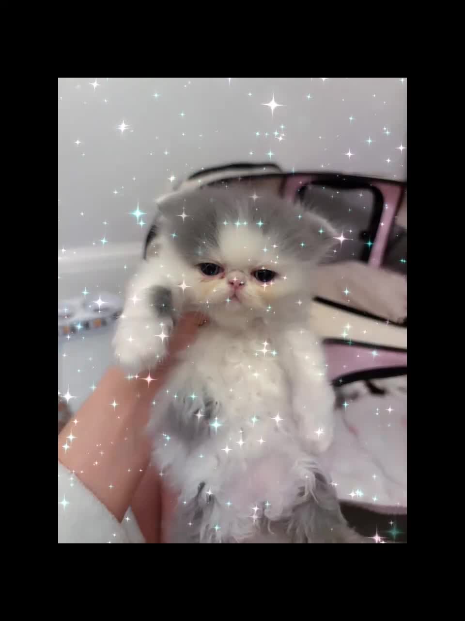Persian cats for sale: 💖💖🐱💙💙 Persian kittens 💙💙🐱💖💖 - Video 1