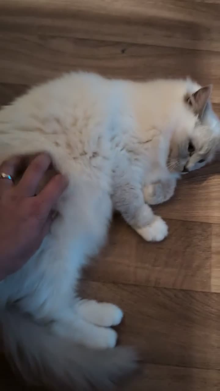 Ragdoll cats for sale: Females ragdoll as a pet or breeding  - Video 3