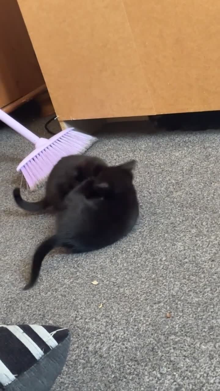 Bombay cats for sale: 5 beautiful babys - Video 1