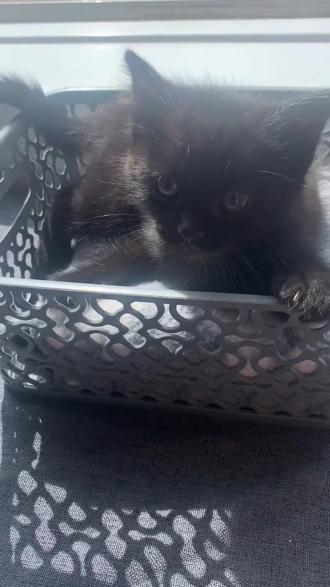 Mixed Breed cats for sale: Beautiful female kitten  - Video 1