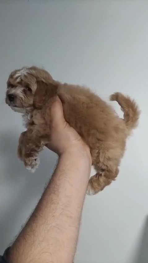 Maltipoo dogs for sale: Maltipoo Puppies – 3 Girls & 3 Boys - Video 2