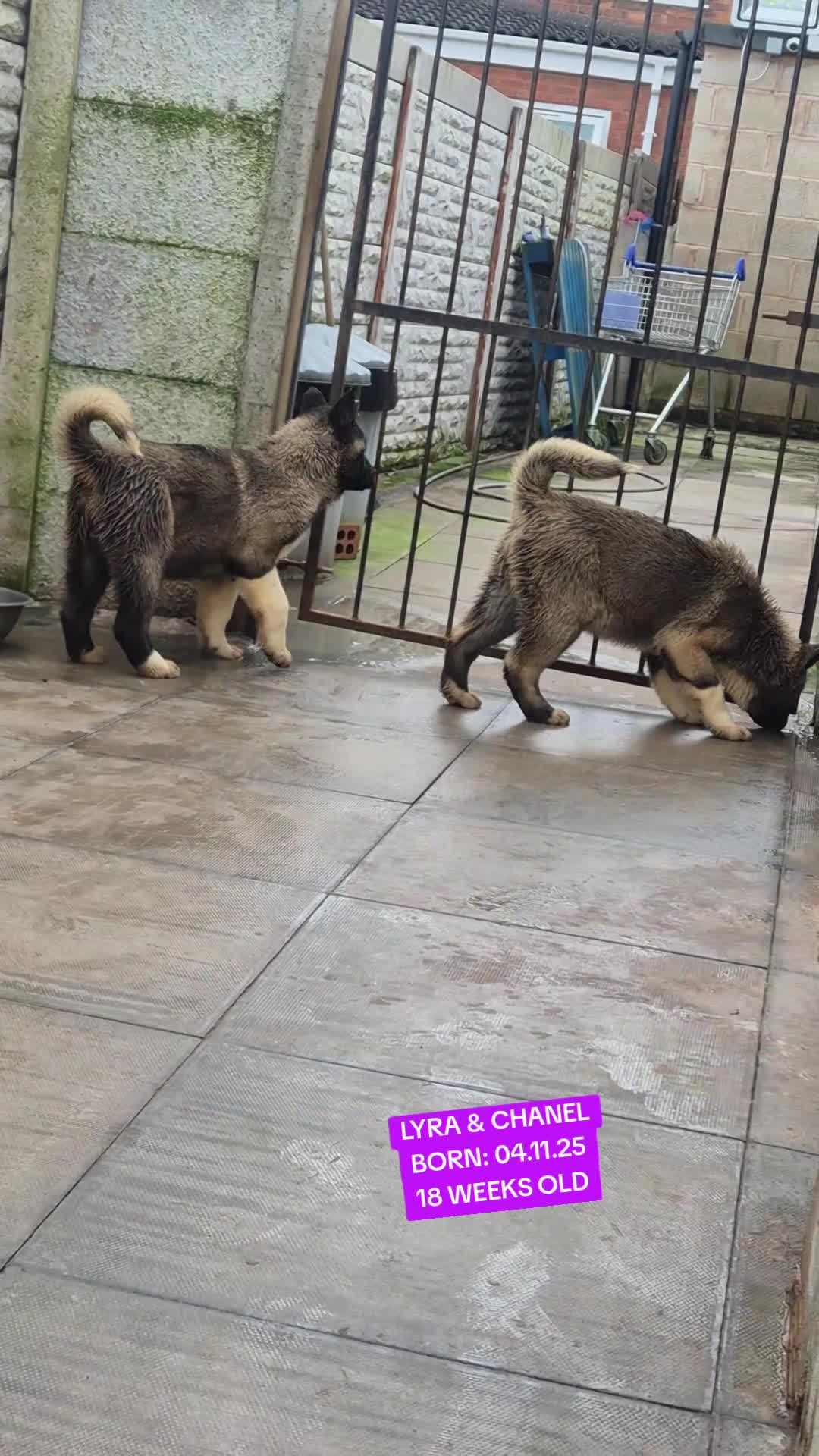 Akita dogs for sale: AMERICAN AKITA FEMALES BLACK MASK BEARS - Video 2