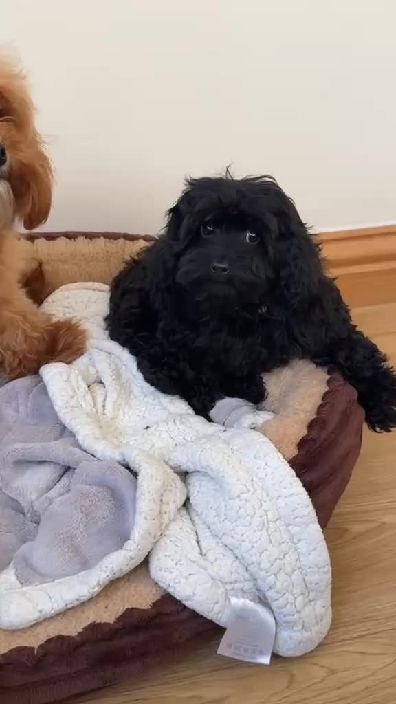 Cavapoo dogs for sale: Stunning F1 Toy Cavapoo girl health clear - Video 1