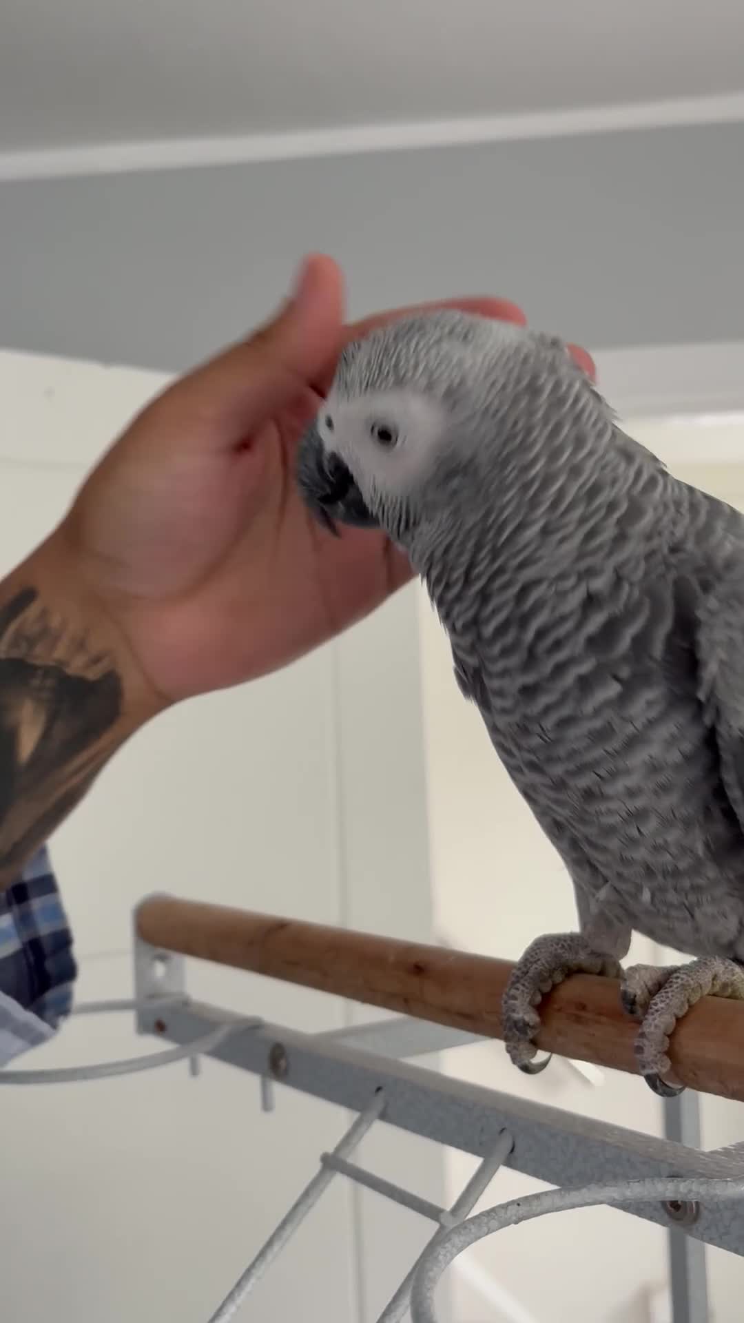Parrots birds for sale: African grey parrot - Video 1