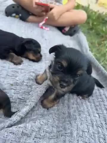 Yorkshire Terrier dogs for sale: Yorkshire Terrier puppies - Video 1