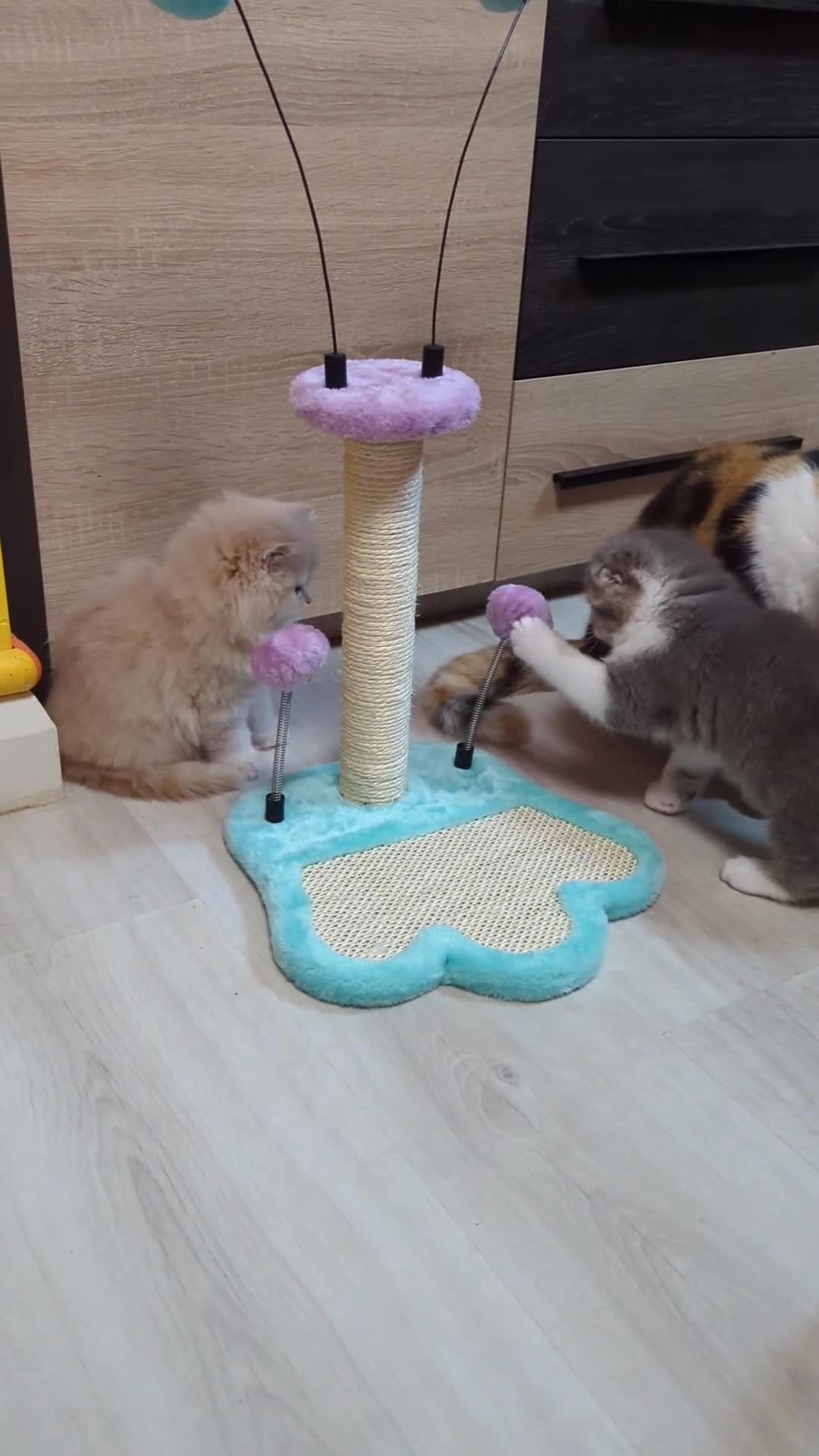 Scottish Fold cats for sale: TICA Registered Scottish kittens - Video 4