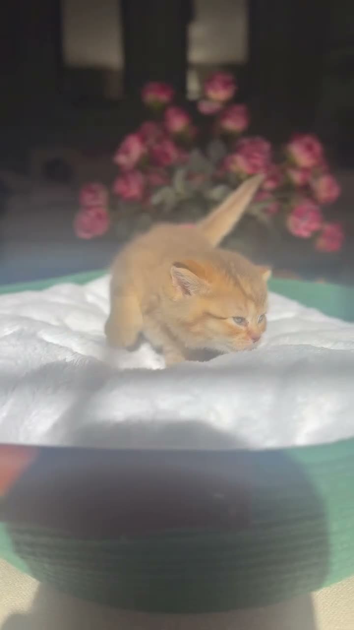 British Shorthair cats for sale: Chocolate golden kittens  - Video 1