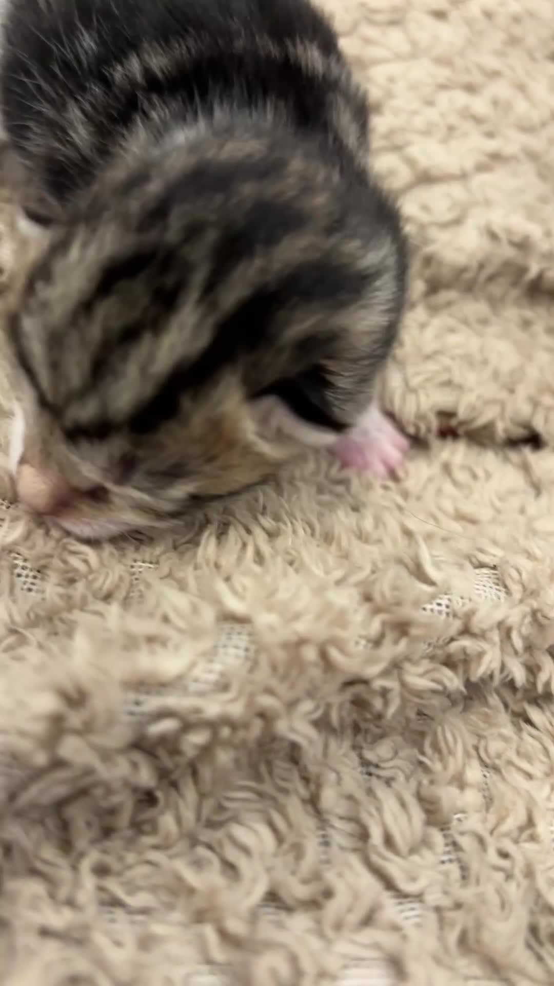 Mixed Breed cats for sale: 5 BEAUTIFUL KITTENS LOOKING FOR THEIR FOREVERHOMES in Worcester - Video 2