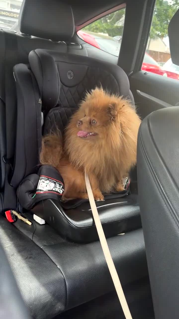 Pomeranian dogs for stud: 🐻 Beautiful Proven Pomeranian Stud – Bear 💙 - Video 1