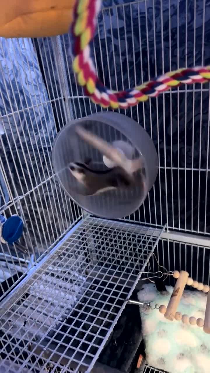 Sugar Glider rodents for sale: Sugar gliders and cage  in Rotherham - Video 1