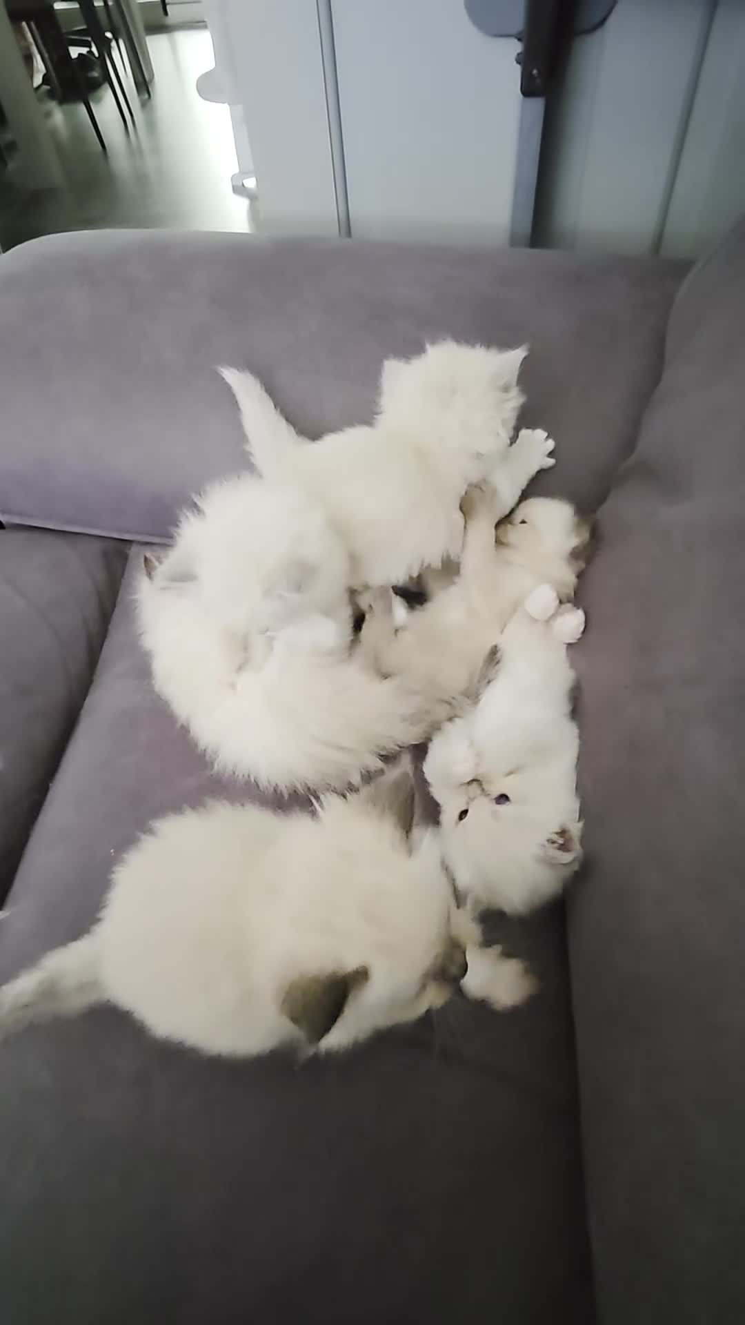 Ragdoll cats for sale: Ragdoll Kittens for sale - Video 1