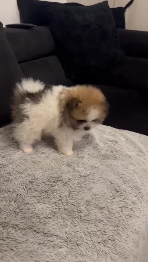 Pomeranian dogs for sale: Unique patterned Pomeranians 🩵🩷 - Video 2