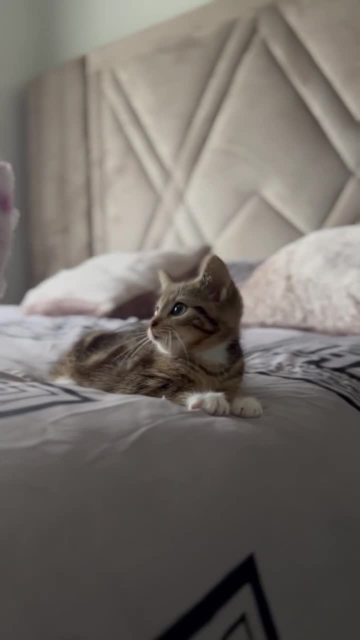 American Shorthair cats for sale: 7 weeks old Tabby Kitten  - Video 1