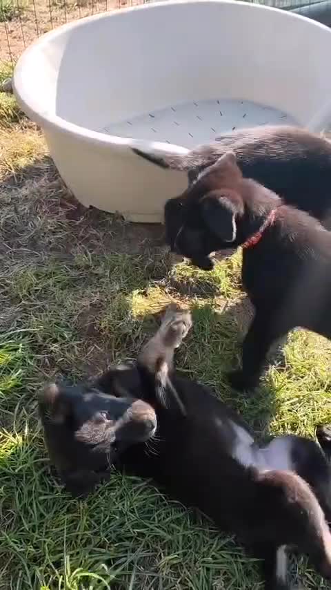 German Shepherd dogs for sale: 6 Beautiful German Shepherd Puppies (3 LEFT) - Video 4