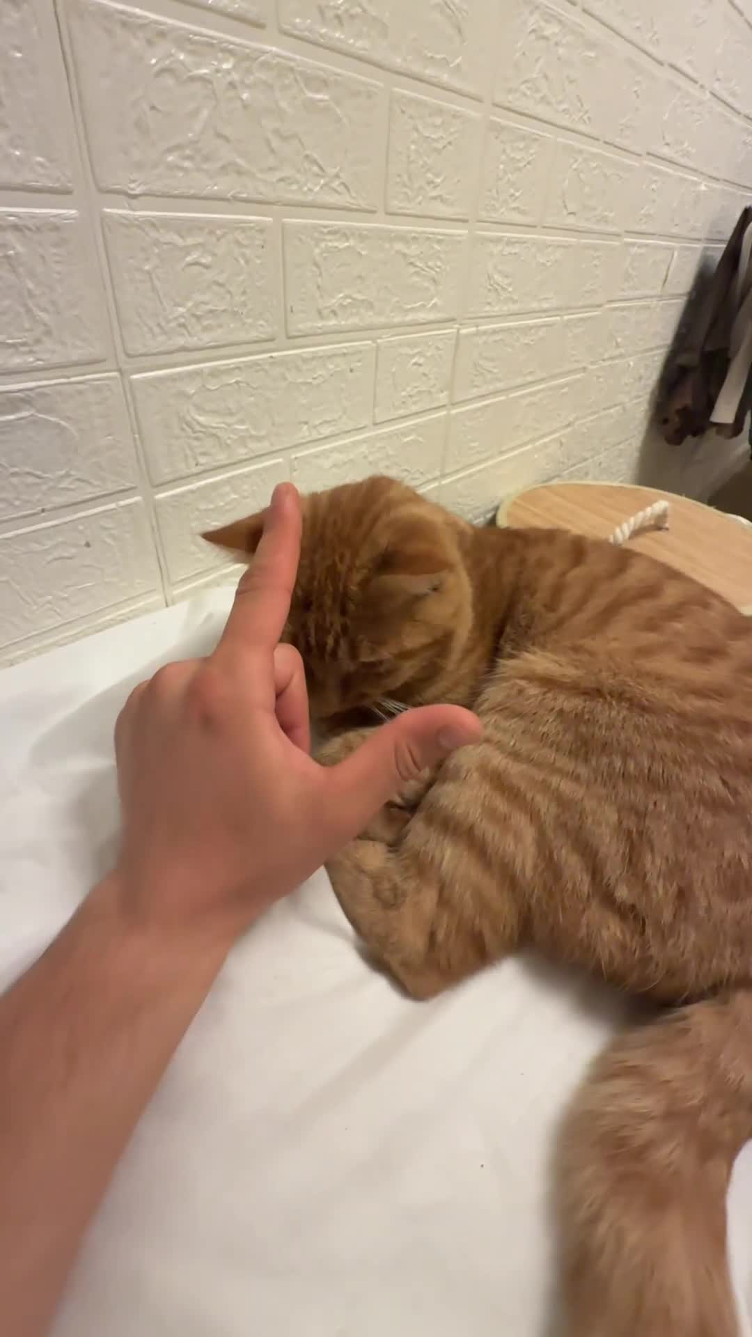 Abyssinian cats for sale: Beatiful cat - Video 2
