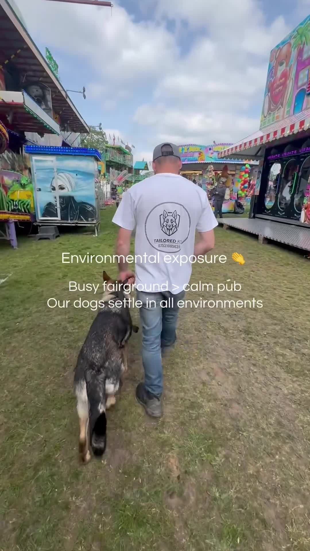 German Shepherd dogs for sale: KC GSD PUP MALE - Video 1