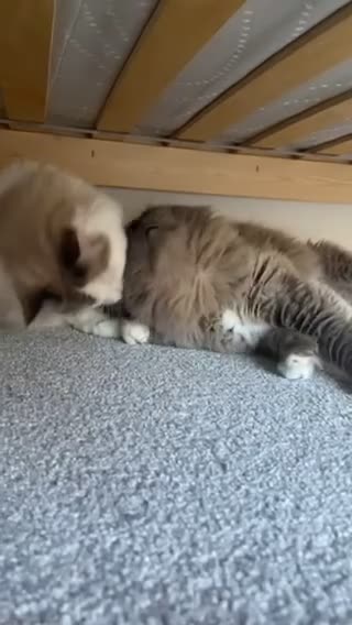 Ragdoll cats for sale: Loving Ragdoll Cats Looking for a New Home £500 in Bolton - Video 3