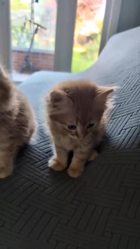 British Shorthair cats for sale: 4 Beautiful loving adorable kittens  - Video 3