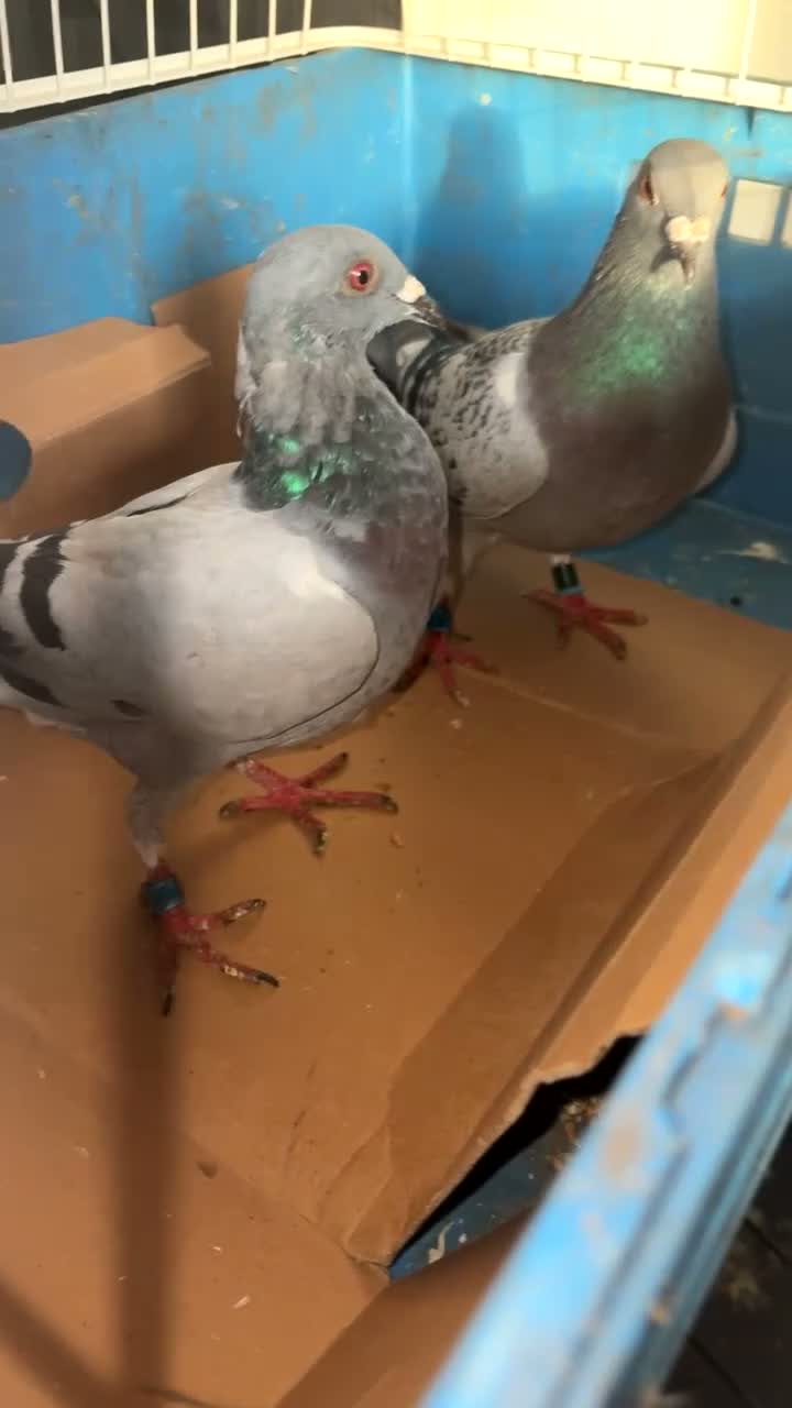 Pigeons birds for sale: 2 young racing pigeons for sale  in Wednesbury - Video 1