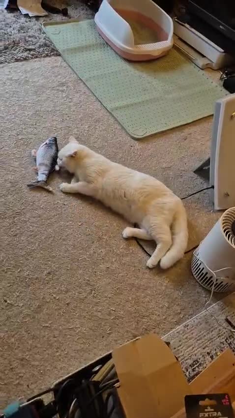 Mixed Breed cats for adoption: MYKO- MIX PERSIAN HEALTHY CALM AFFECTIONATE NEUTER - Video 1