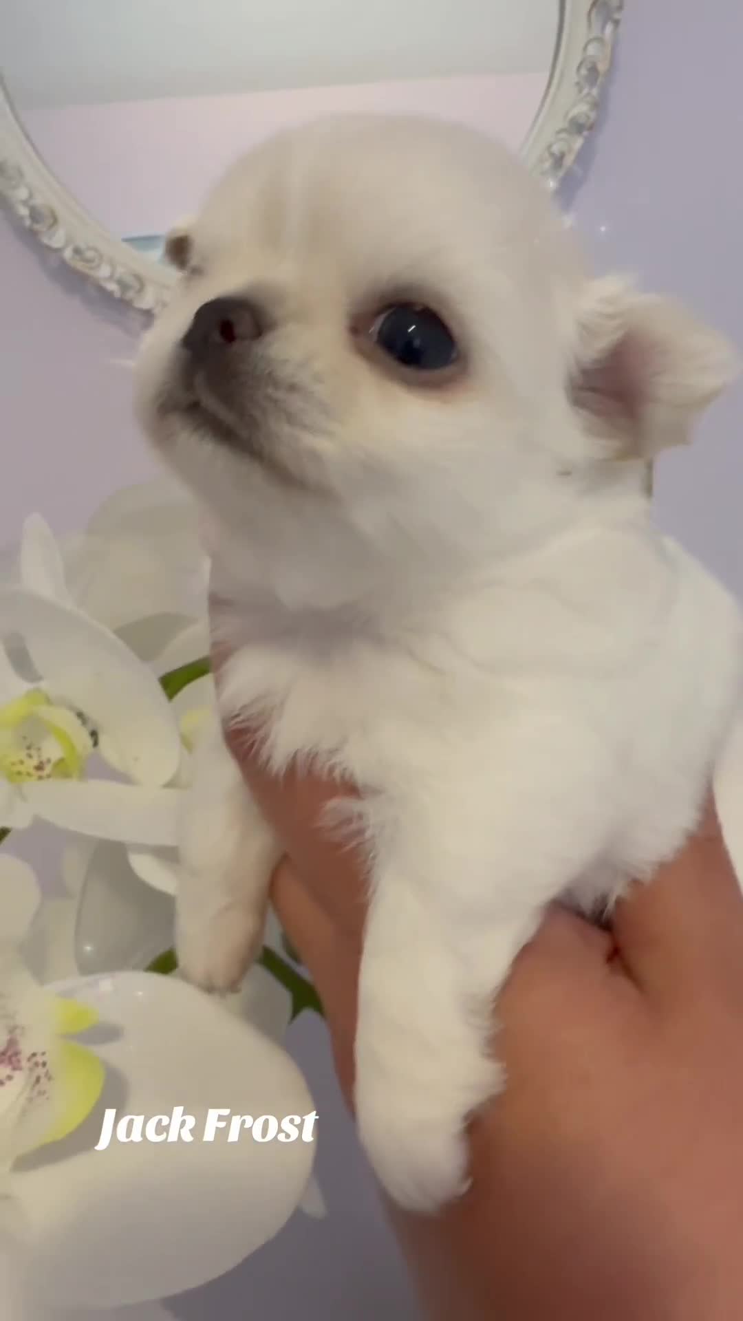 Chihuahua dogs for sale: KC qulity LC cream/white chihuahua puppies  - Video 1