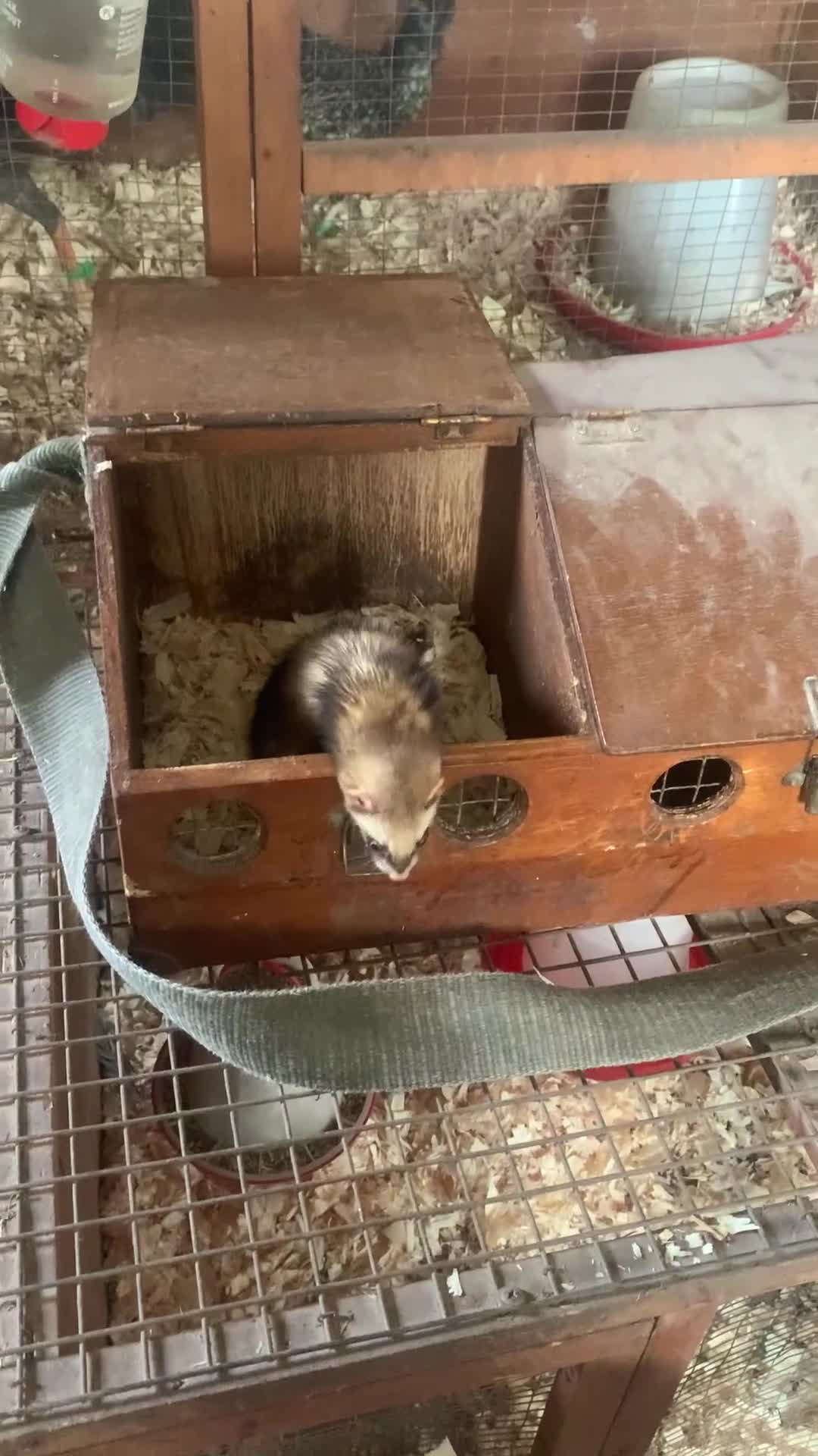 Ferret rodents for sale: Micro hob ferret forsale in Bromyard - Video 1