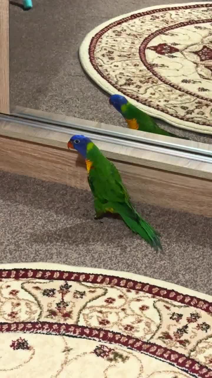 Lorikeets birds for sale: Extremely Tame Cuddly Baby Lorikeet  - Video 1