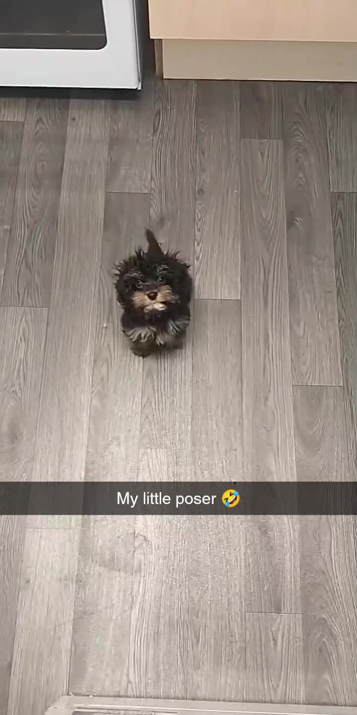 Miniature Poodle dogs for stud: Miniature cavapoo  - Video 1