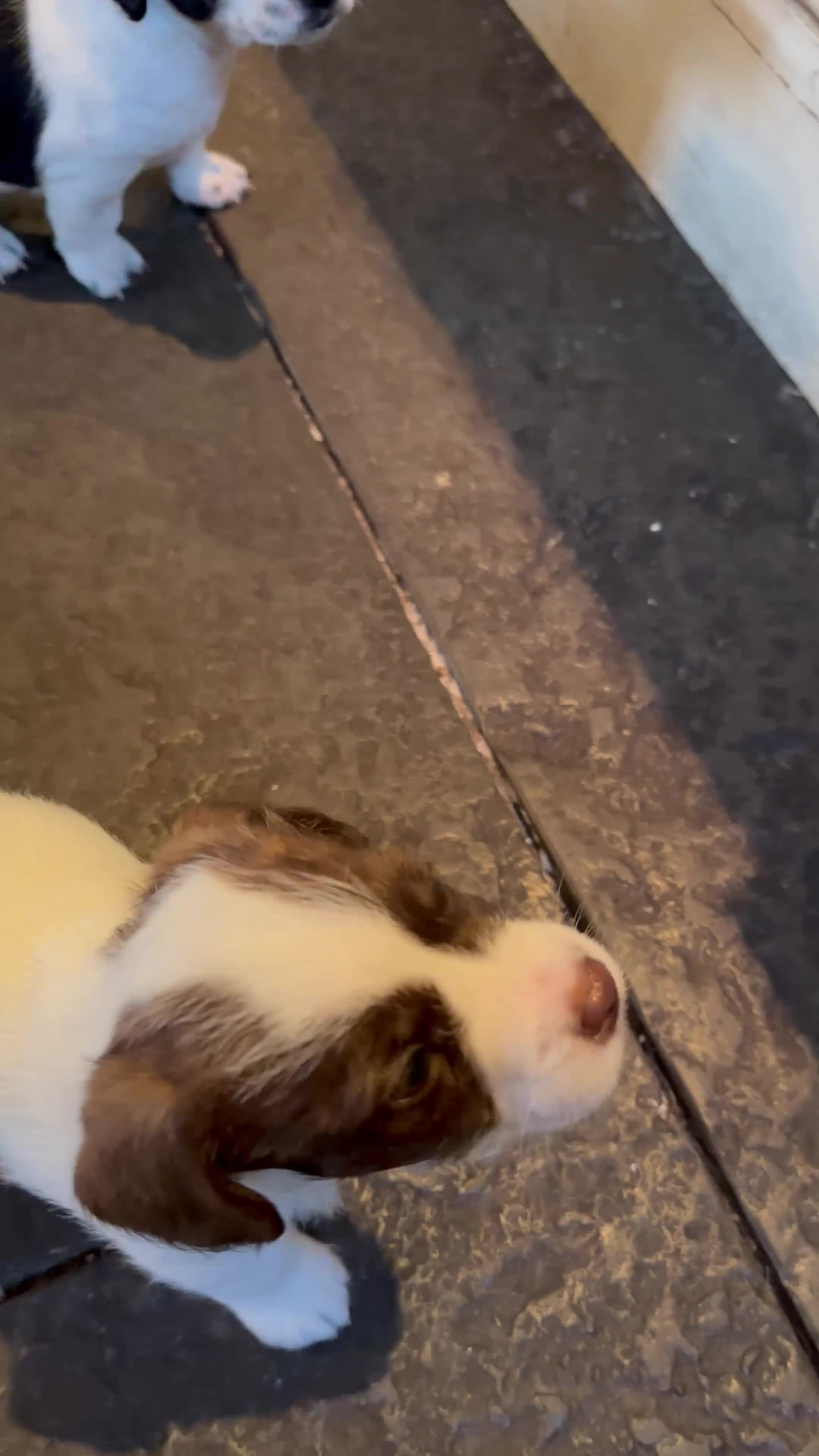 Mixed Breed dogs for sale: SpanielX x Jack Russell - Video 1