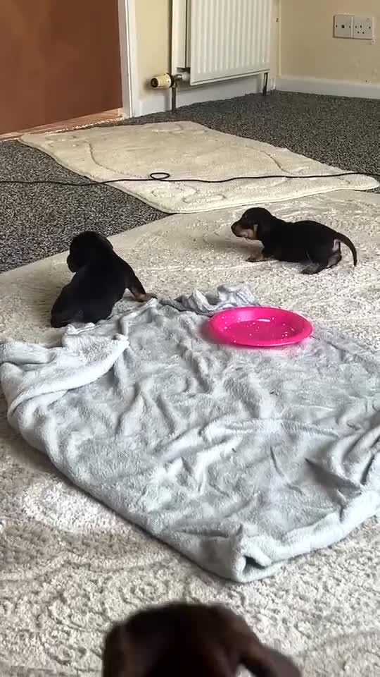 Dachshund dogs for sale: Dashound Puppies - Video 1