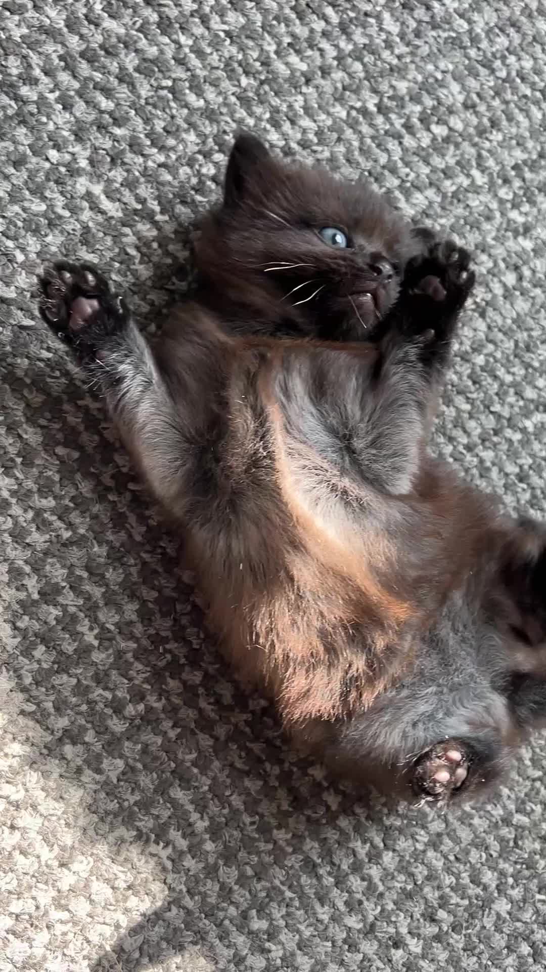 Mixed Breed cats for sale: Baby girl - Video 3