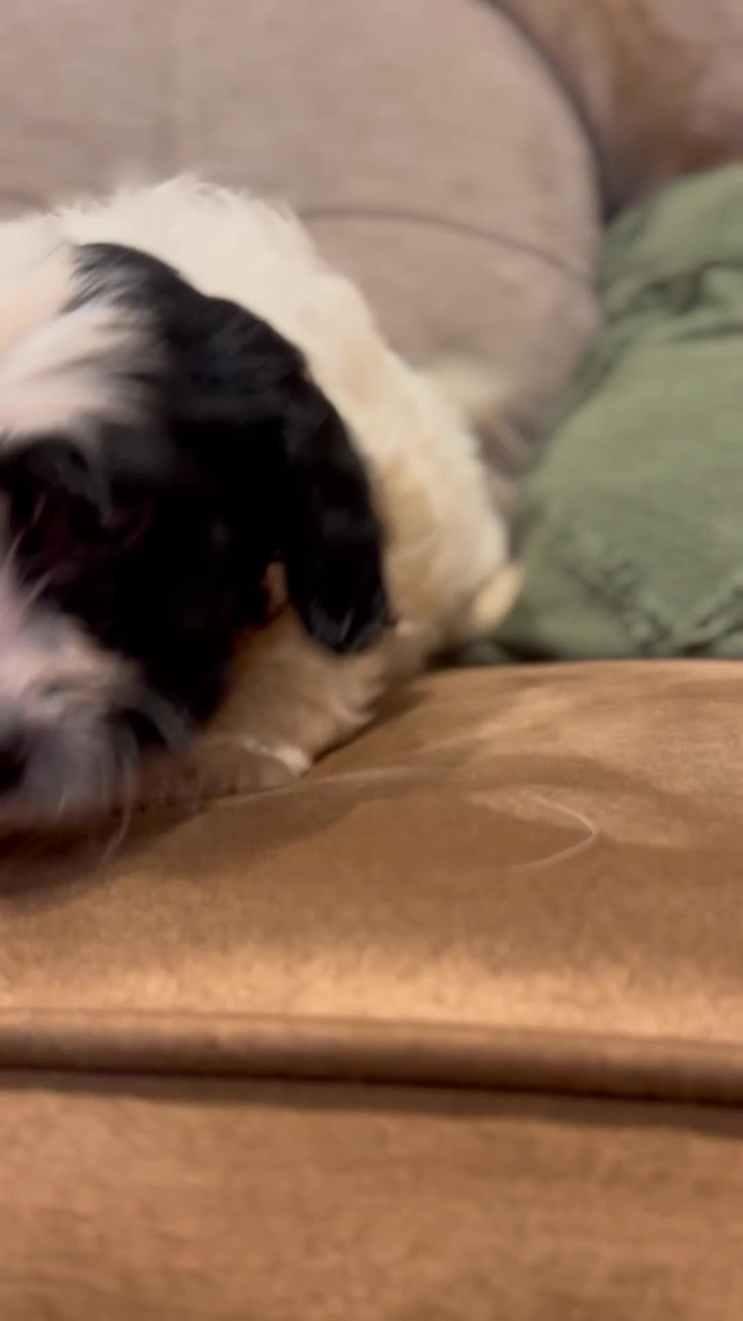 Cockapoo dogs for sale: Cockapoo puppies  - Video 1