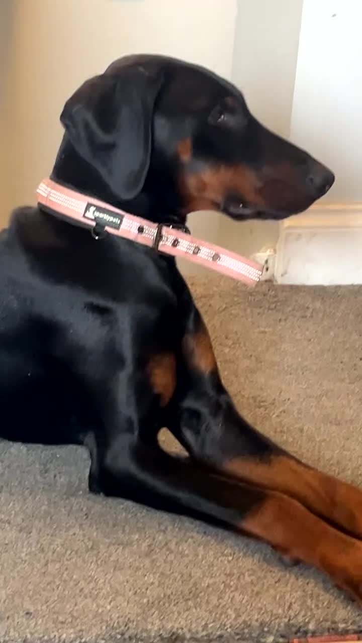 Dobermann dogs for sale: Loving, Cat-Free Home for Wonderful Doberman Girl - Video 3