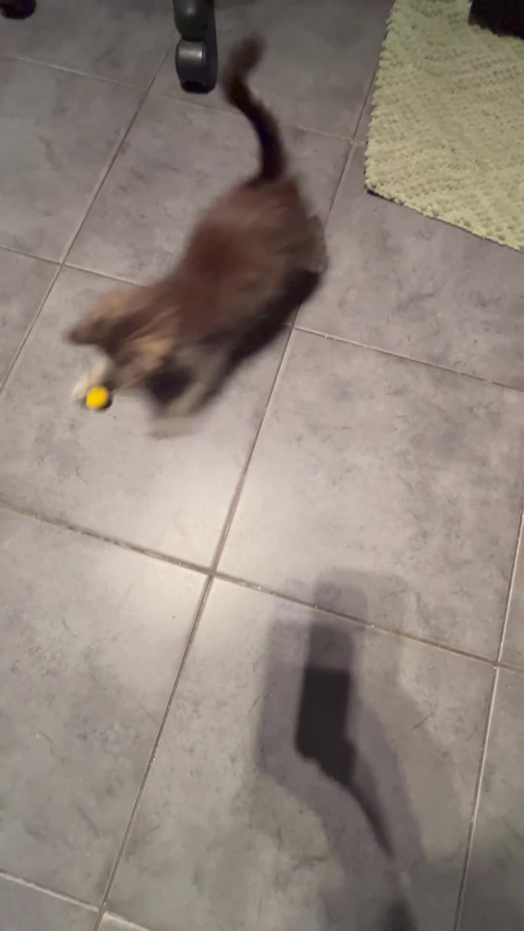 Ragdoll cats for sale: ragdoll  cross kitten ( 😻  available) - Video 1