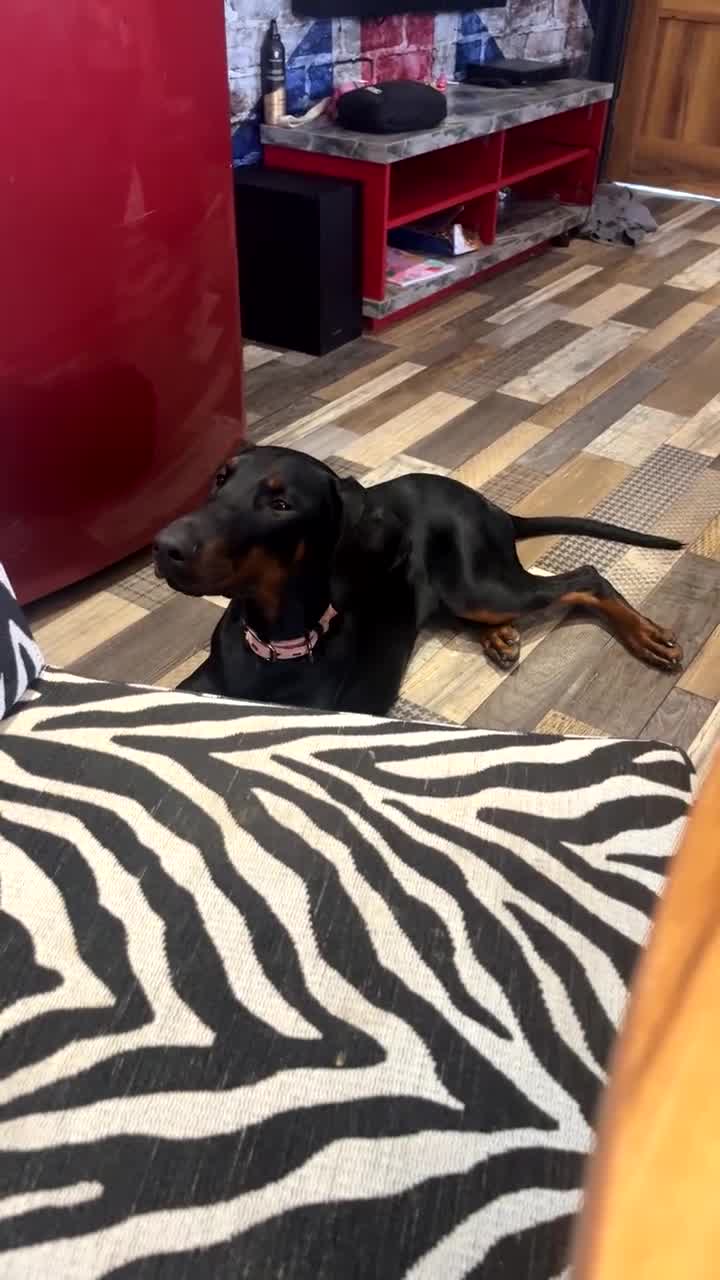 Dobermann dogs for sale: Loving, Cat-Free Home for Wonderful Doberman Girl - Video 2