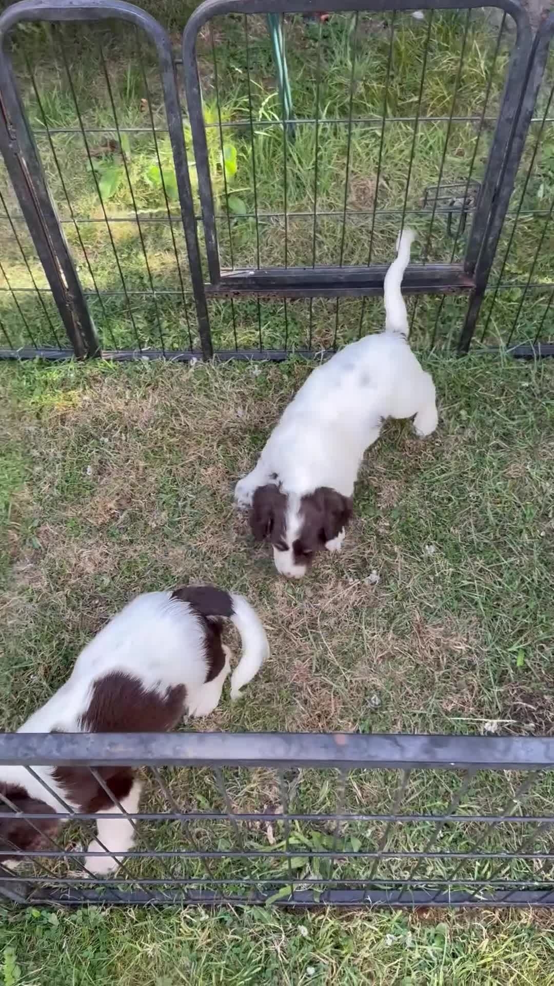 Cocker Spaniel dogs for sale: Cocker spaniel puppies - Video 1