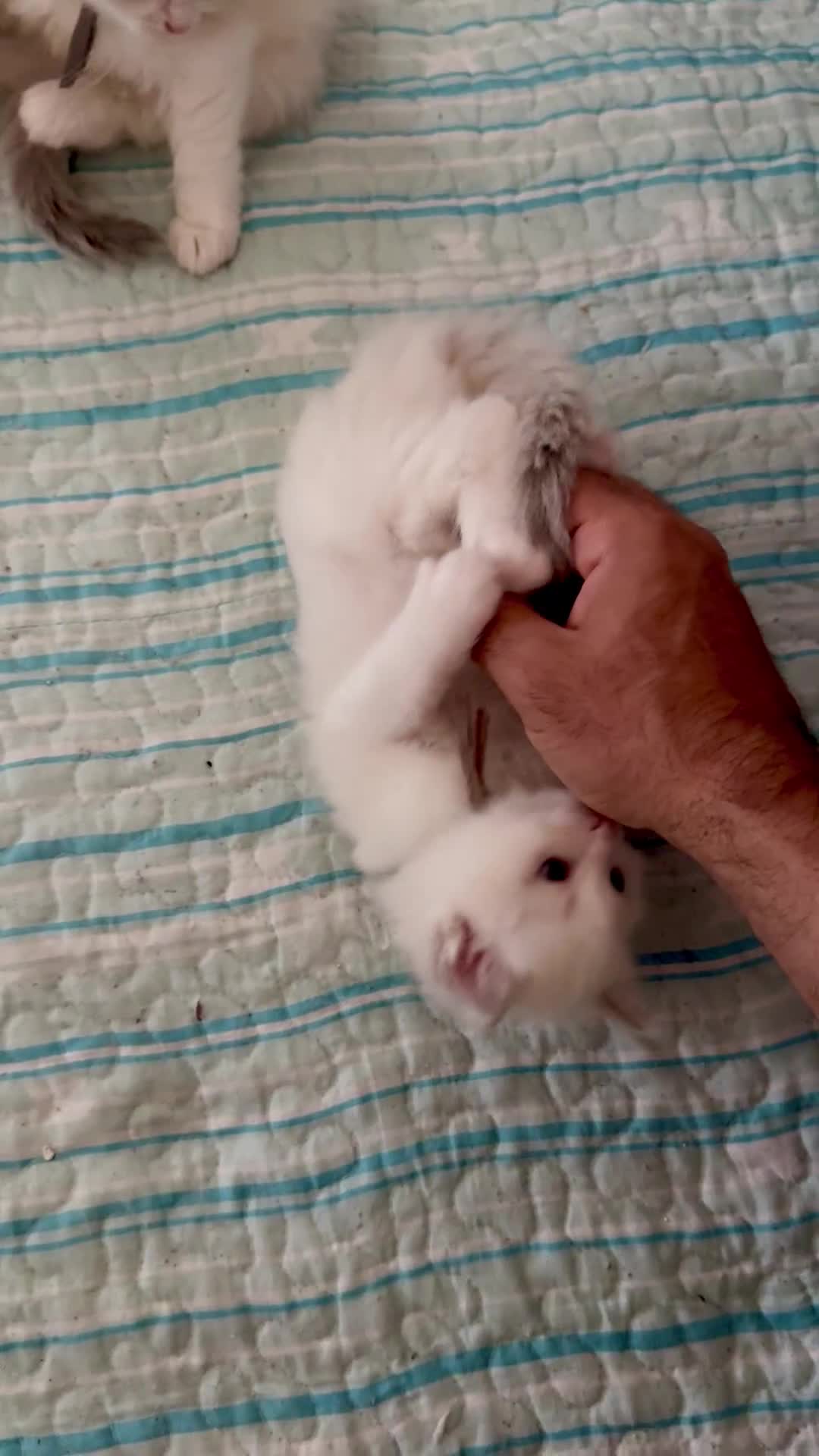 Ragdoll cats for sale: Beautiful Ragdoll Kittens – Stunning & Ready Soon - Video 1
