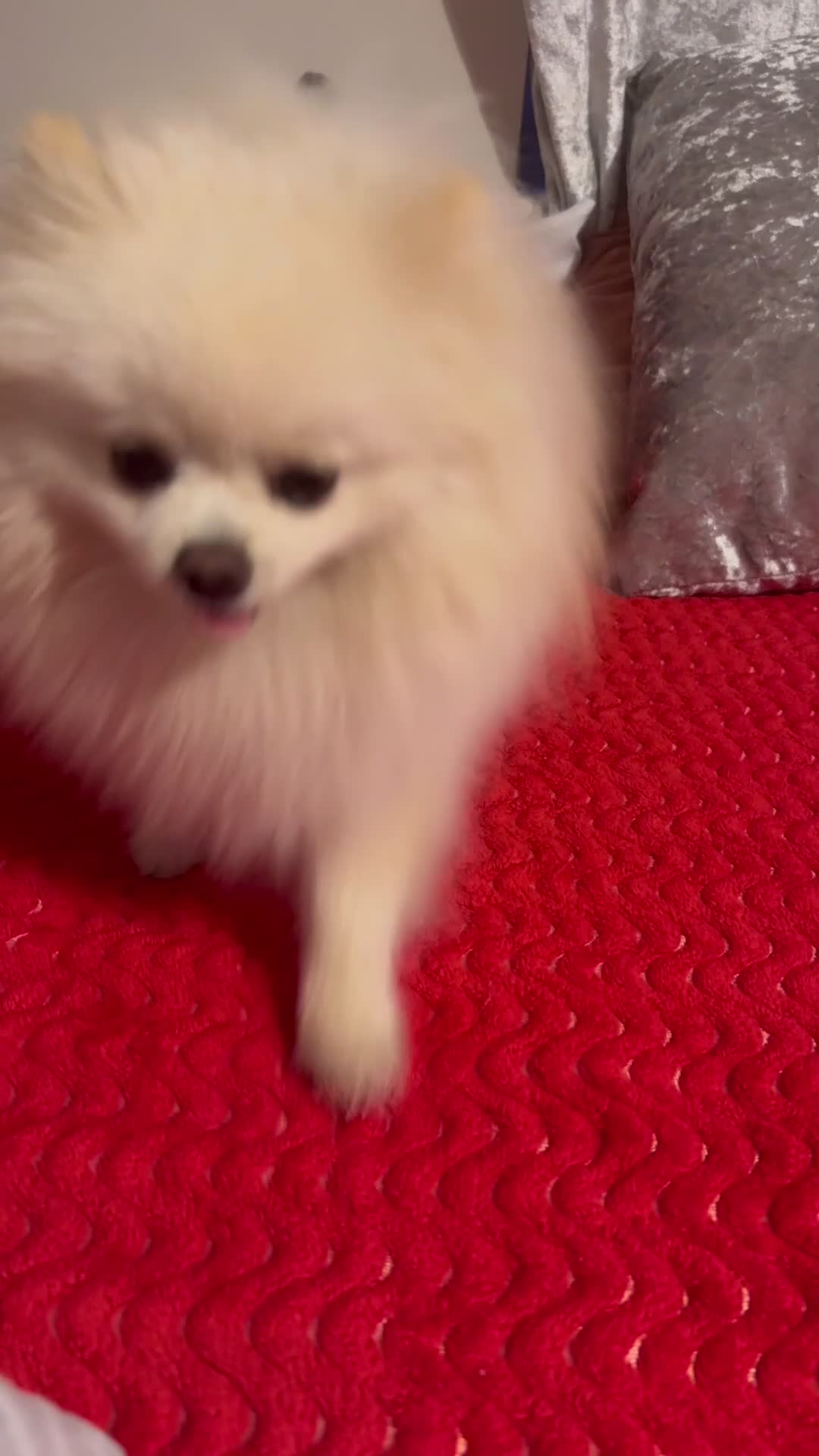 Pomeranian dogs for stud: Fendi - Video 3