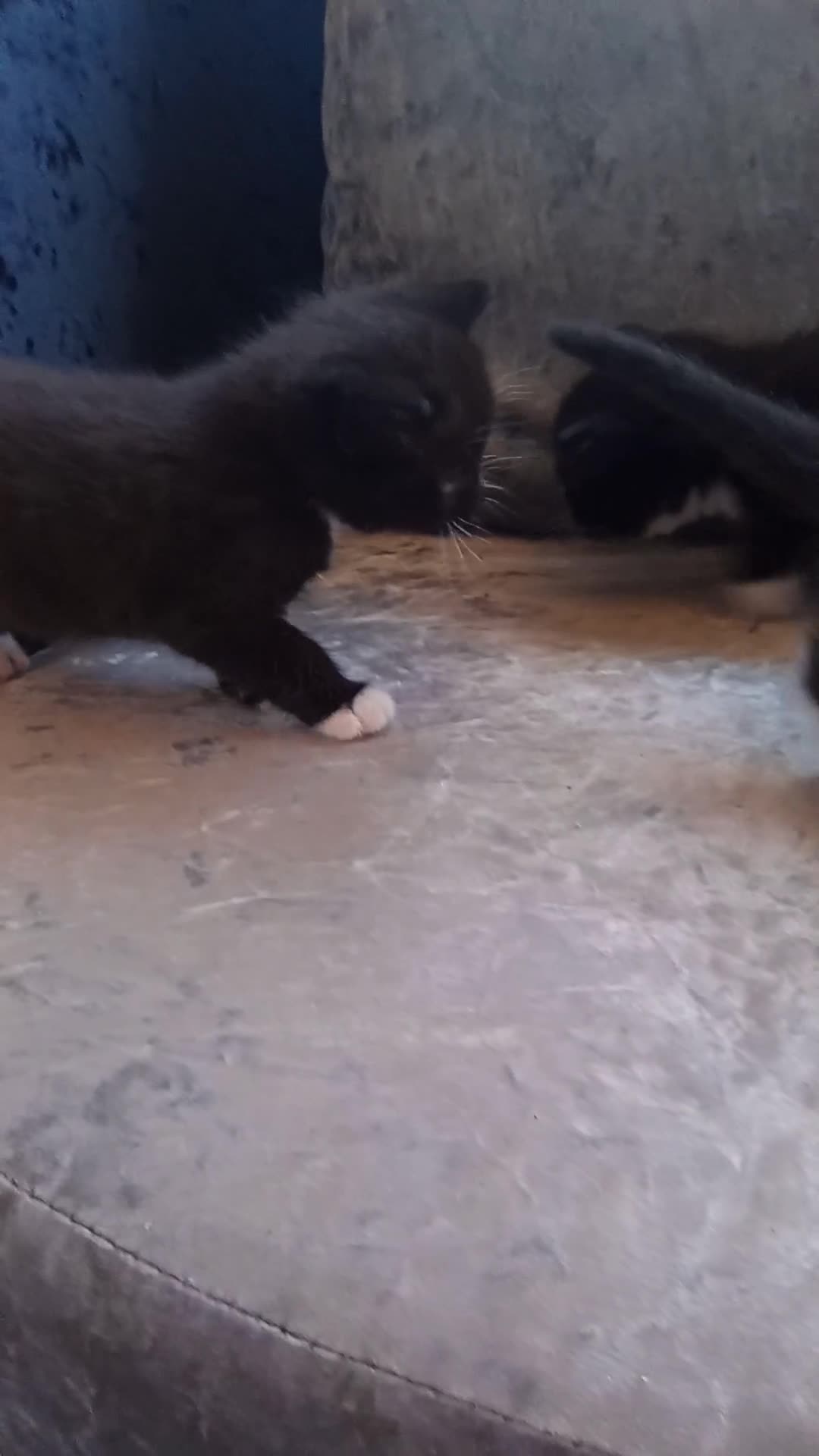 Mixed Breed cats for sale: Black and white 🐾 kittens in Southend-on-Sea - Video 1