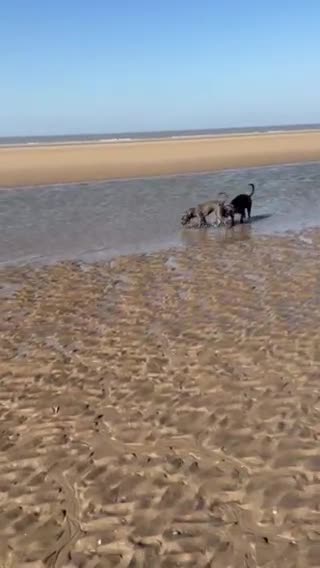 Cane Corso dogs for sale: Cane Corso - Video 1