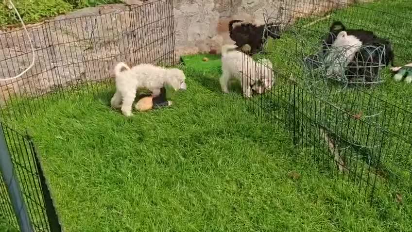Standard Poodle dogs for sale: Beautiful litter of pure bred Standard Poodles in Anstruther - Video 1